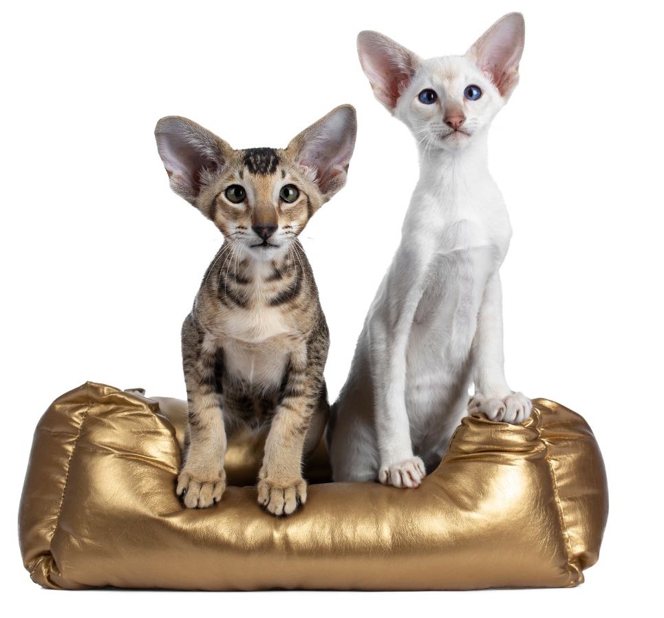 chovatelské potřeby pro kočky